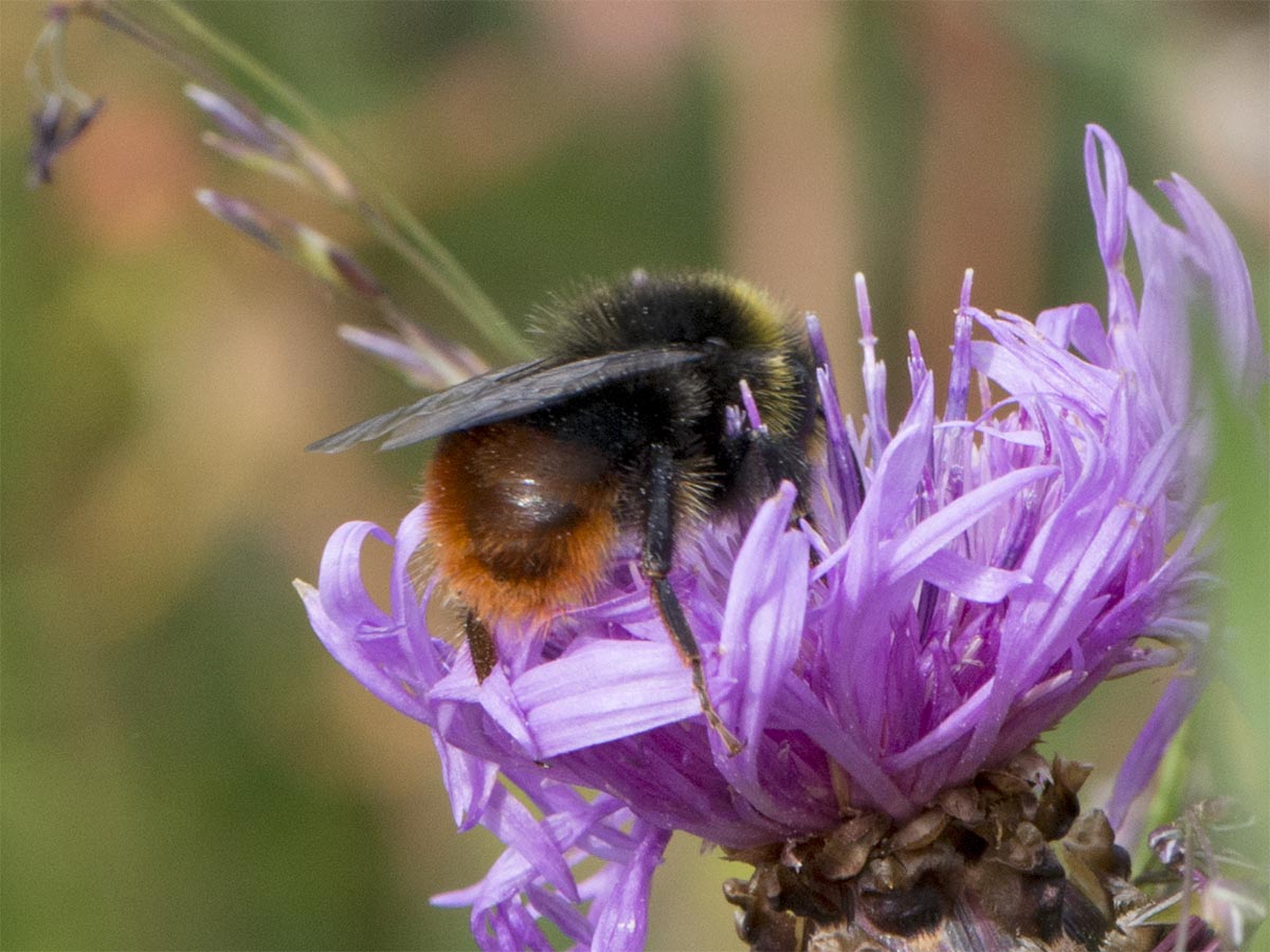 Bombus pratorum